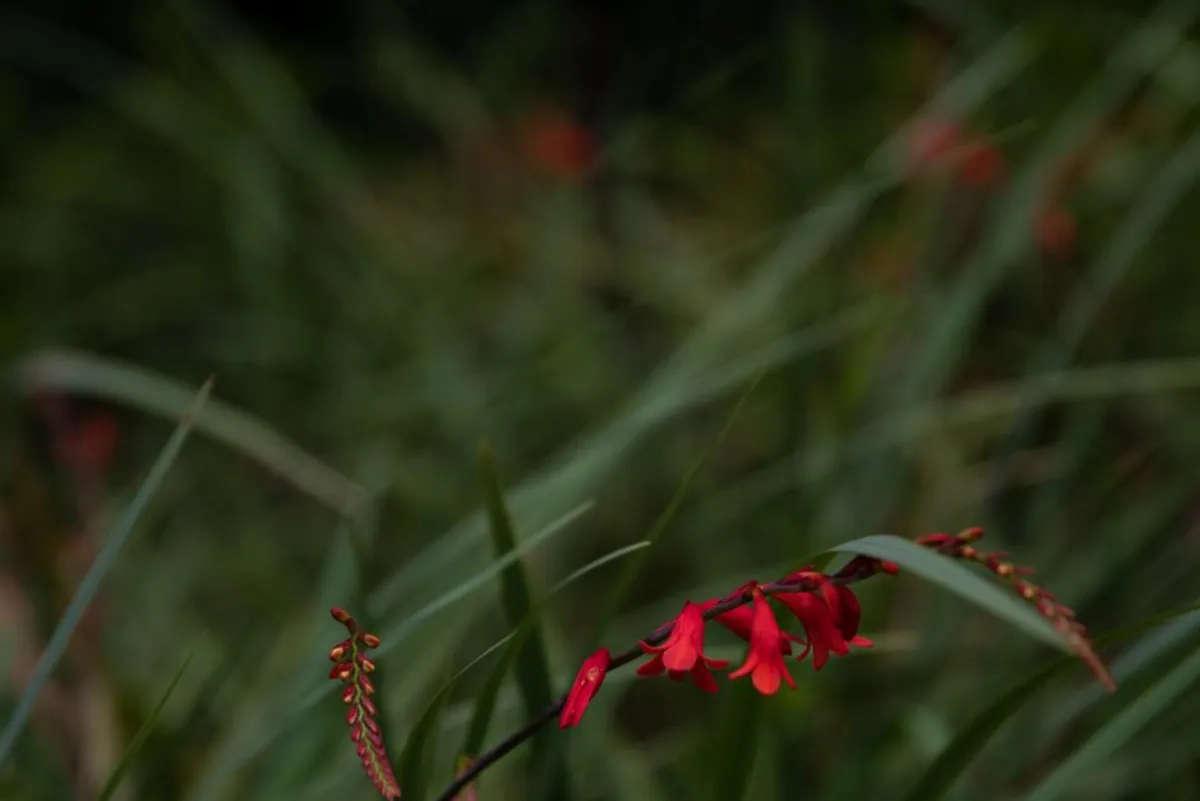 red flower